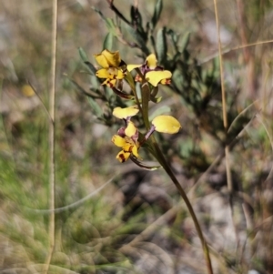 Diuris pardina at Captains Flat, NSW - 2 Oct 2023