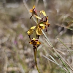 Diuris pardina at Captains Flat, NSW - 2 Oct 2023