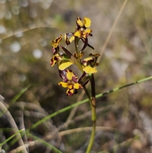 Diuris pardina at Captains Flat, NSW - 2 Oct 2023