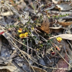 Bossiaea buxifolia at Captains Flat, NSW - 2 Oct 2023