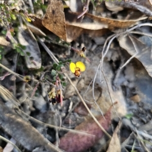 Bossiaea buxifolia at Captains Flat, NSW - 2 Oct 2023