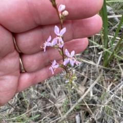 Stylidium (genus) (Trigger Plant) at Aranda, ACT - 2 Oct 2023 by lbradley