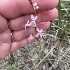 Stylidium sp. (Trigger Plant) at Belconnen, ACT - 2 Oct 2023 by lbradley