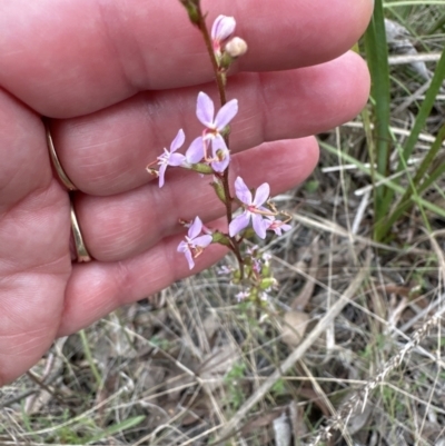 Stylidium sp. (Trigger Plant) at Aranda, ACT - 2 Oct 2023 by lbradley