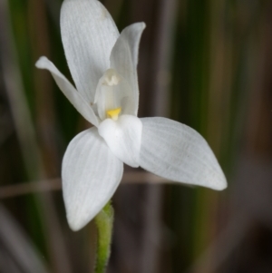 Glossodia major at Canberra Central, ACT - suppressed