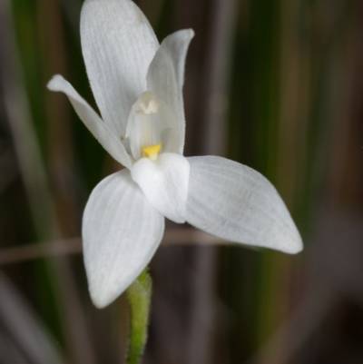 Glossodia major (Wax Lip Orchid) at Canberra Central, ACT - 2 Oct 2023 by RobertD