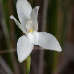 Glossodia major (Wax Lip Orchid) at Black Mountain - 1 Oct 2023 by RobertD