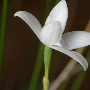 Glossodia major at Canberra Central, ACT - suppressed