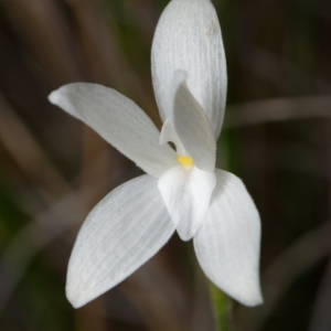 Glossodia major at Canberra Central, ACT - suppressed