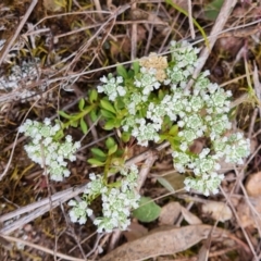 Poranthera microphylla (Small Poranthera) at Wanniassa Hill - 2 Oct 2023 by Mike