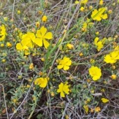 Hibbertia obtusifolia (Grey Guinea-flower) at Tuggeranong, ACT - 2 Oct 2023 by Mike