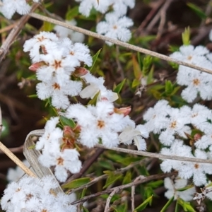 Leucopogon virgatus at Tuggeranong, ACT - 2 Oct 2023