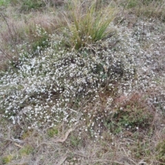 Leucopogon virgatus at Tuggeranong, ACT - 2 Oct 2023 05:15 PM