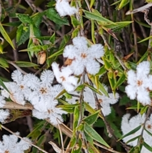 Leucopogon virgatus at Tuggeranong, ACT - 2 Oct 2023