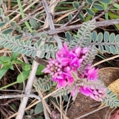 Indigofera adesmiifolia (Tick Indigo) at Tuggeranong, ACT - 2 Oct 2023 by Mike