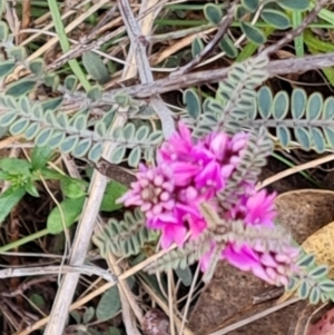 Indigofera adesmiifolia at Tuggeranong, ACT - 2 Oct 2023 05:11 PM