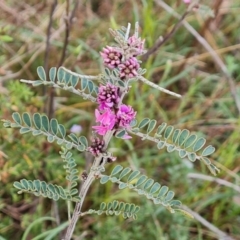 Indigofera adesmiifolia at Tuggeranong, ACT - 2 Oct 2023 05:11 PM