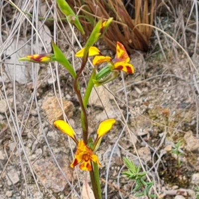 Diuris semilunulata (Late Leopard Orchid) at Tuggeranong, ACT - 2 Oct 2023 by Mike