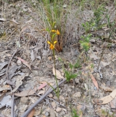 Diuris semilunulata at Tuggeranong, ACT - suppressed