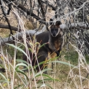 Wallabia bicolor at Farrer, ACT - 2 Oct 2023