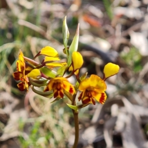 Diuris semilunulata at Tuggeranong, ACT - suppressed