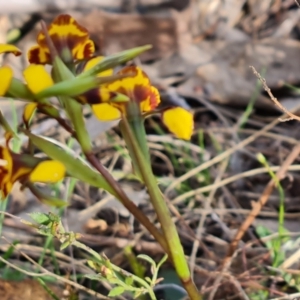 Diuris semilunulata at Tuggeranong, ACT - suppressed