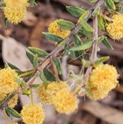 Acacia gunnii (Ploughshare Wattle) at Wanniassa Hill - 2 Oct 2023 by Mike