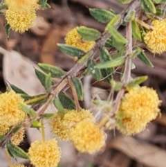 Acacia gunnii (Ploughshare Wattle) at Tuggeranong, ACT - 2 Oct 2023 by Mike