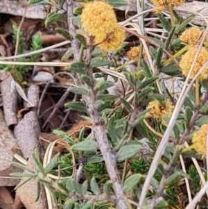 Acacia gunnii at Tuggeranong, ACT - 2 Oct 2023 04:34 PM