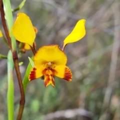 Diuris semilunulata (Late Leopard Orchid) at Wanniassa Hill - 2 Oct 2023 by Mike