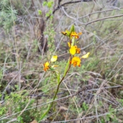 Diuris semilunulata at Tuggeranong, ACT - 2 Oct 2023