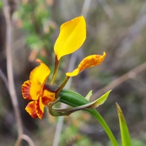 Diuris semilunulata at Tuggeranong, ACT - suppressed