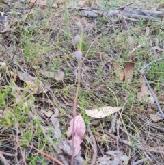 Thelymitra sp. (A Sun Orchid) at Tuggeranong, ACT - 2 Oct 2023 by Mike