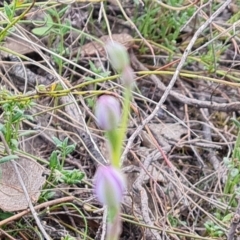 Thelymitra sp. at Tuggeranong, ACT - suppressed