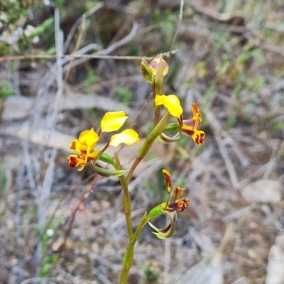 Diuris semilunulata (Late Leopard Orchid) at Tuggeranong, ACT - 2 Oct 2023 by Mike