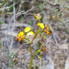 Diuris semilunulata (Late Leopard Orchid) at Tuggeranong, ACT - 2 Oct 2023 by Mike