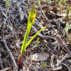 Diuris sp. (A Donkey Orchid) at Farrer, ACT - 2 Oct 2023 by Mike