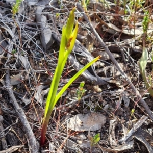 Diuris sp. at Farrer, ACT - 2 Oct 2023