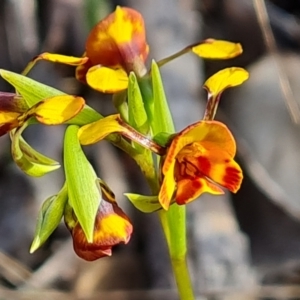 Diuris semilunulata at Tuggeranong, ACT - 2 Oct 2023