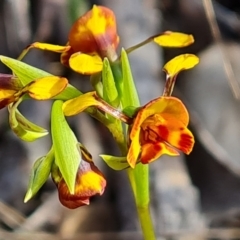 Diuris semilunulata (Late Leopard Orchid) at Tuggeranong, ACT - 2 Oct 2023 by Mike