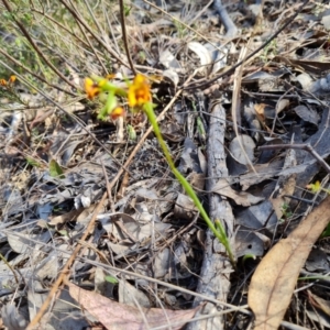 Diuris semilunulata at Tuggeranong, ACT - 2 Oct 2023