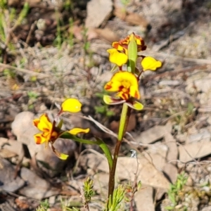 Diuris semilunulata at Tuggeranong, ACT - 2 Oct 2023