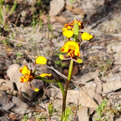 Diuris semilunulata (Late Leopard Orchid) at Tuggeranong, ACT - 2 Oct 2023 by Mike