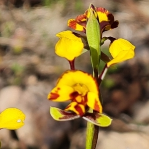 Diuris semilunulata at Tuggeranong, ACT - 2 Oct 2023