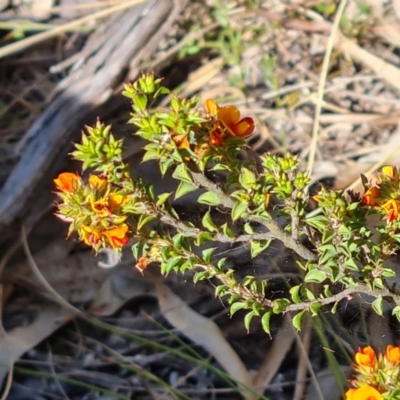 Pultenaea procumbens (Bush Pea) at Tuggeranong, ACT - 2 Oct 2023 by Mike