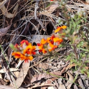 Dillwynia sericea at Tuggeranong, ACT - 2 Oct 2023