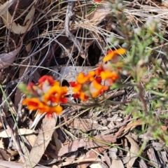 Dillwynia sericea (Egg And Bacon Peas) at Tuggeranong, ACT - 2 Oct 2023 by Mike