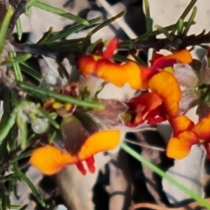 Dillwynia sericea at Tuggeranong, ACT - 2 Oct 2023