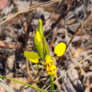 Diuris sulphurea at Tuggeranong, ACT - suppressed