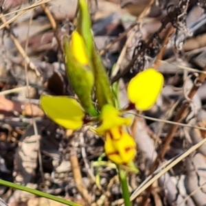 Diuris sulphurea at Tuggeranong, ACT - suppressed